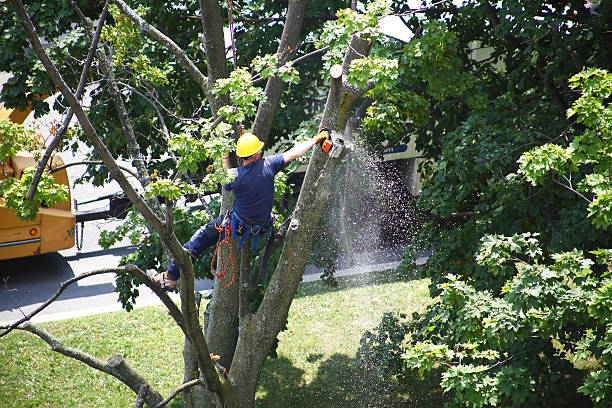 Best Hazardous Tree Removal  in Montevideo, MN
